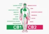 The Endocannabinoid System: A Master Regulator of Human Physiology