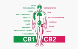 The Endocannabinoid System: A Master Regulator of Human Physiology